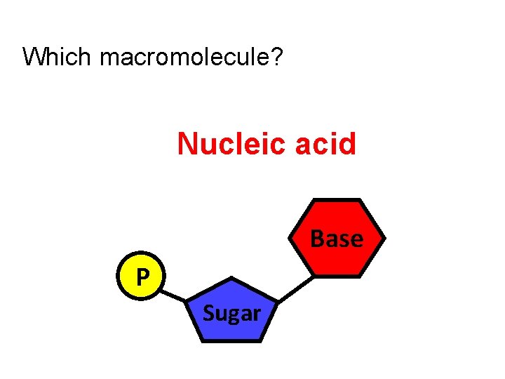 Which macromolecule? Nucleic acid Base P Sugar 