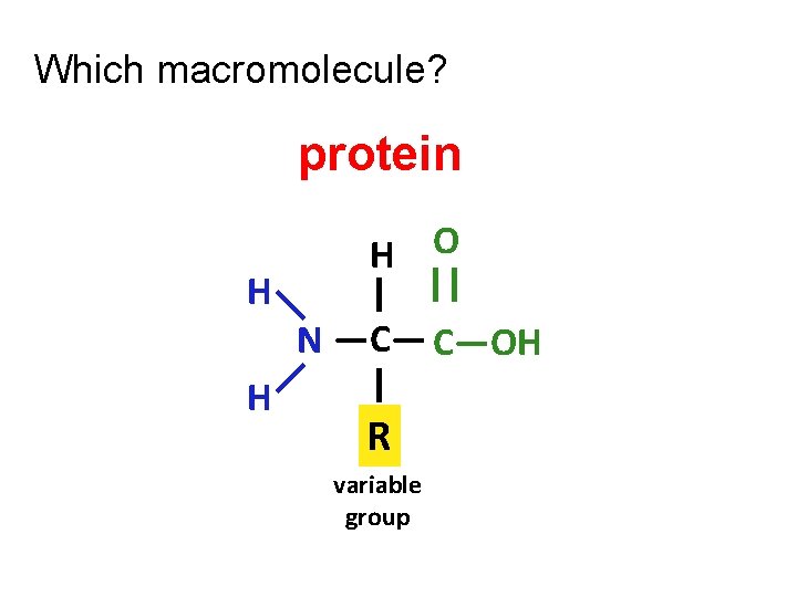 Which macromolecule? protein H O H | || —C— C—OH —N— | H R