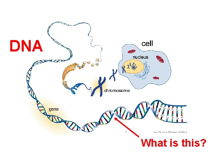 DNA What is this? 