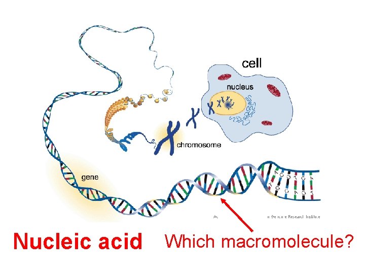Nucleic acid Which macromolecule? 