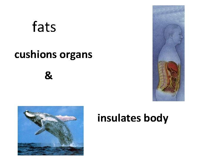 fats cushions organs & insulates body 
