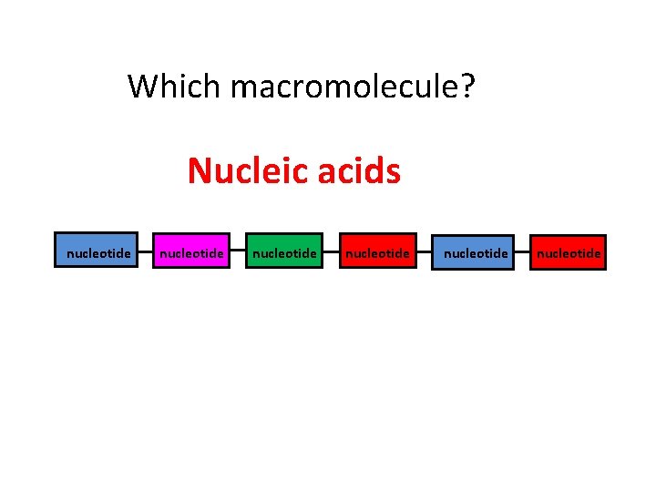 Which macromolecule? Nucleic acids nucleotide nucleotide 