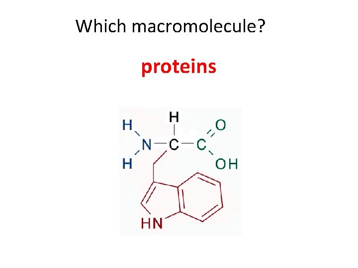 Which macromolecule? proteins 