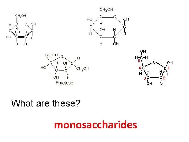 What are these? monosaccharides 