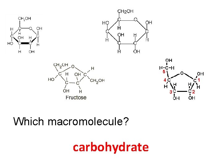 Which macromolecule? carbohydrate 