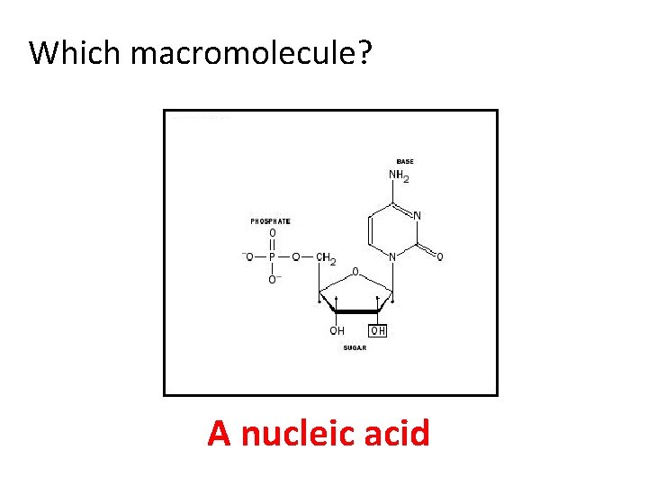 Which macromolecule? A nucleic acid 