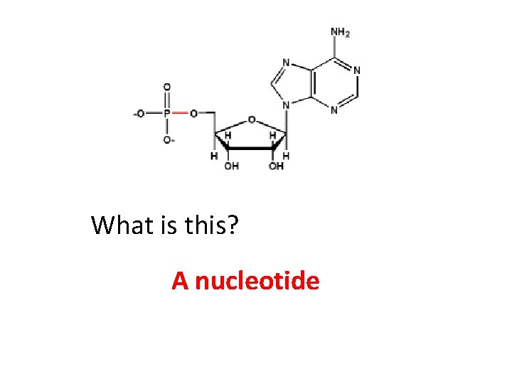 What is this? A nucleotide 