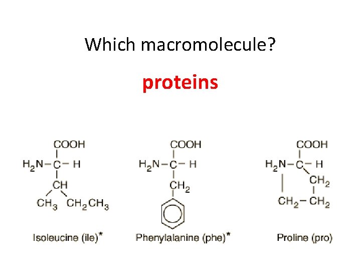 Which macromolecule? proteins 