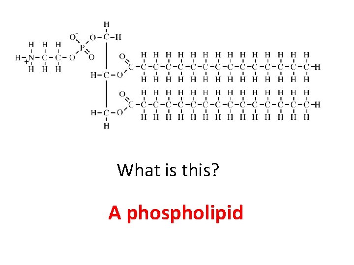 What is this? A phospholipid 