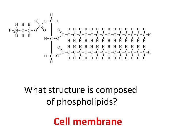 What structure is composed of phospholipids? Cell membrane 