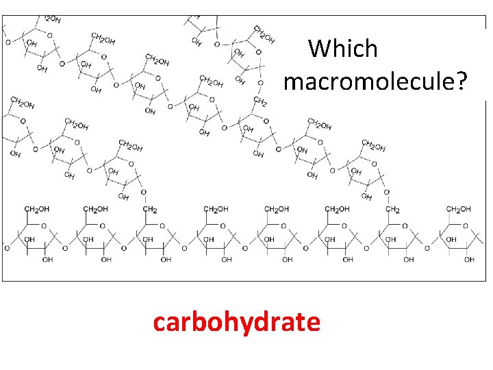 Which macromolecule? carbohydrate 