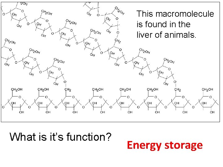 This macromolecule is found in the liver of animals. What is it’s function? Energy