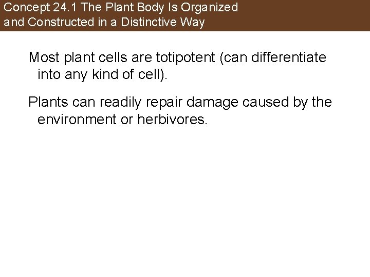 Concept 24. 1 The Plant Body Is Organized and Constructed in a Distinctive Way