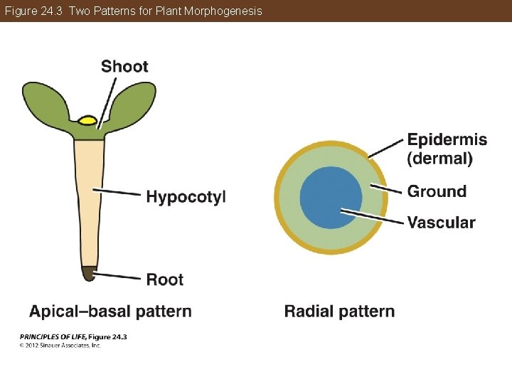 Figure 24. 3 Two Patterns for Plant Morphogenesis 