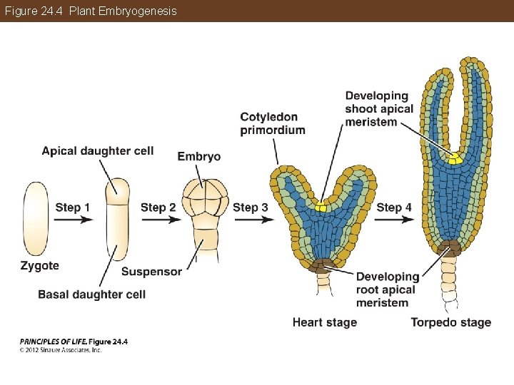 Figure 24. 4 Plant Embryogenesis 