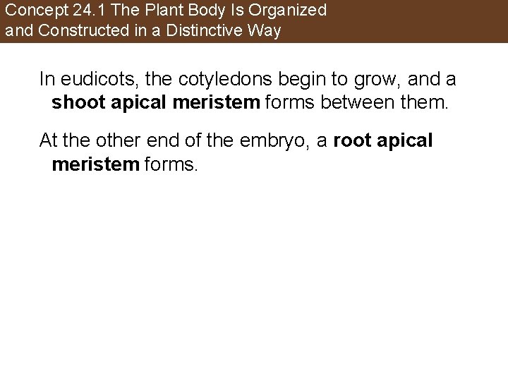 Concept 24. 1 The Plant Body Is Organized and Constructed in a Distinctive Way