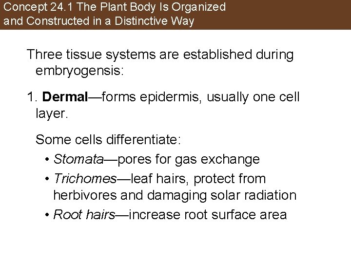 Concept 24. 1 The Plant Body Is Organized and Constructed in a Distinctive Way