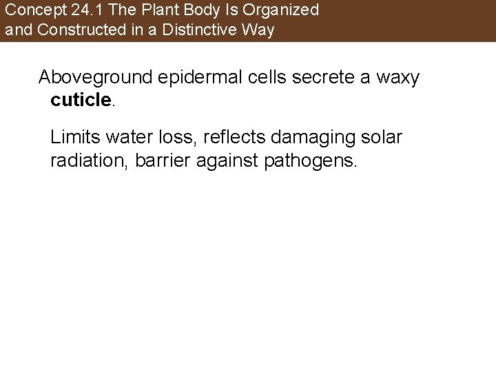 Concept 24. 1 The Plant Body Is Organized and Constructed in a Distinctive Way