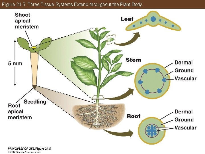 Figure 24. 5 Three Tissue Systems Extend throughout the Plant Body 