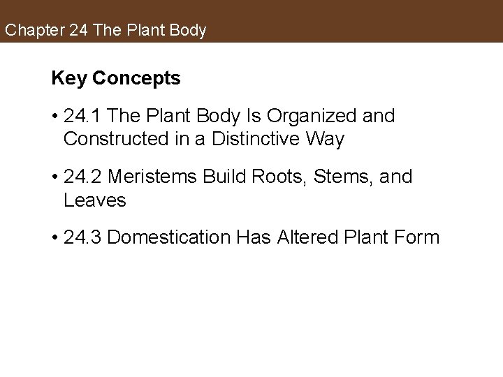 Chapter 24 The Plant Body Key Concepts • 24. 1 The Plant Body Is