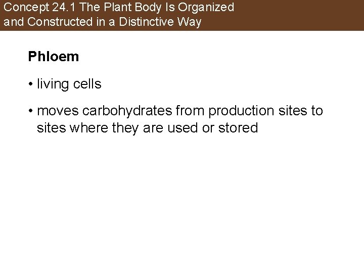 Concept 24. 1 The Plant Body Is Organized and Constructed in a Distinctive Way