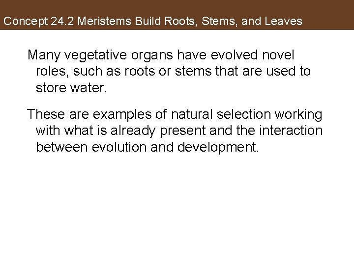 Concept 24. 2 Meristems Build Roots, Stems, and Leaves Many vegetative organs have evolved