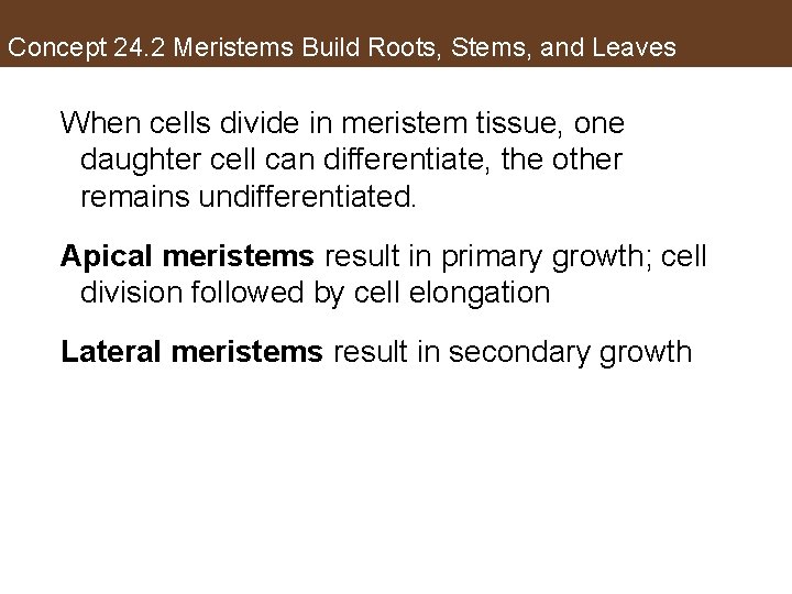 Concept 24. 2 Meristems Build Roots, Stems, and Leaves When cells divide in meristem