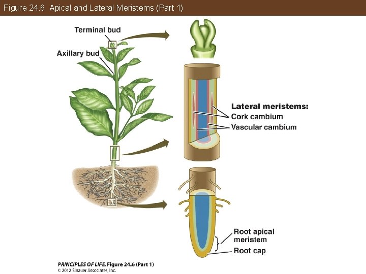 Figure 24. 6 Apical and Lateral Meristems (Part 1) 