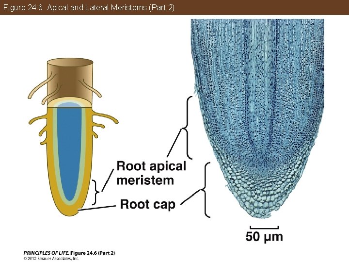 Figure 24. 6 Apical and Lateral Meristems (Part 2) 