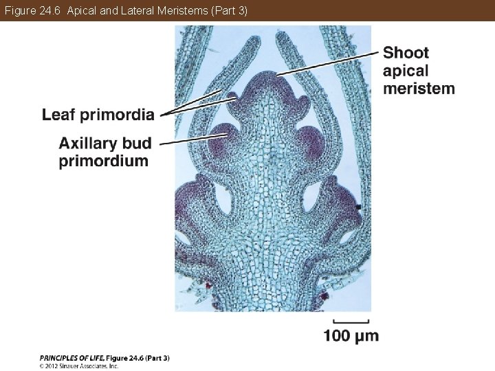 Figure 24. 6 Apical and Lateral Meristems (Part 3) 