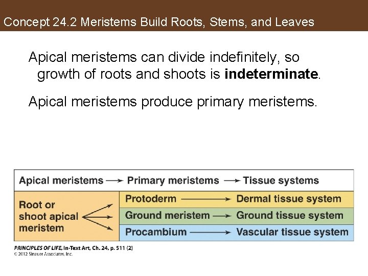 Concept 24. 2 Meristems Build Roots, Stems, and Leaves Apical meristems can divide indefinitely,