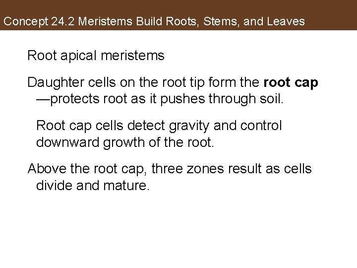 Concept 24. 2 Meristems Build Roots, Stems, and Leaves Root apical meristems Daughter cells