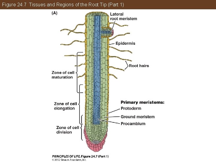Figure 24. 7 Tissues and Regions of the Root Tip (Part 1) 