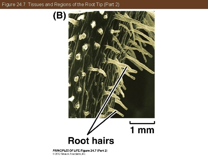 Figure 24. 7 Tissues and Regions of the Root Tip (Part 2) 