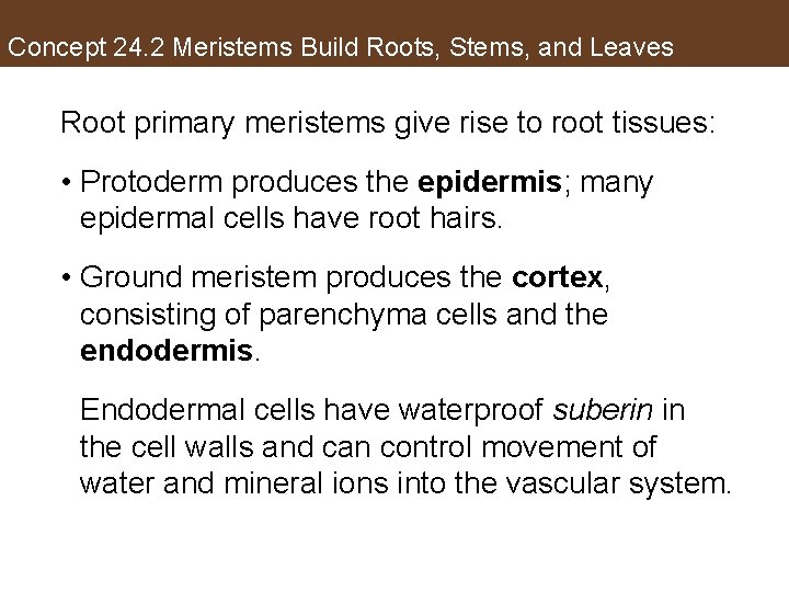 Concept 24. 2 Meristems Build Roots, Stems, and Leaves Root primary meristems give rise