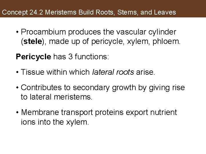 Concept 24. 2 Meristems Build Roots, Stems, and Leaves • Procambium produces the vascular