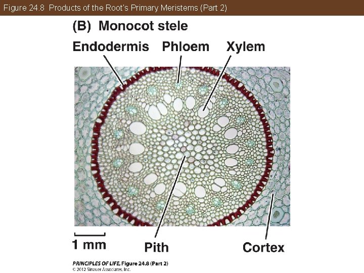 Figure 24. 8 Products of the Root’s Primary Meristems (Part 2) 