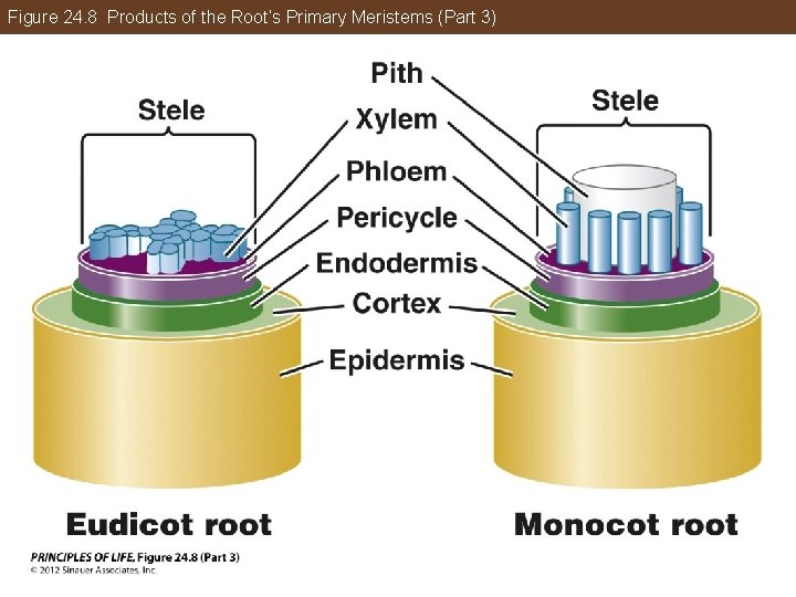 Figure 24. 8 Products of the Root’s Primary Meristems (Part 3) 