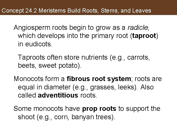 Concept 24. 2 Meristems Build Roots, Stems, and Leaves Angiosperm roots begin to grow