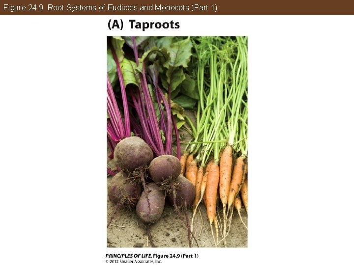 Figure 24. 9 Root Systems of Eudicots and Monocots (Part 1) 
