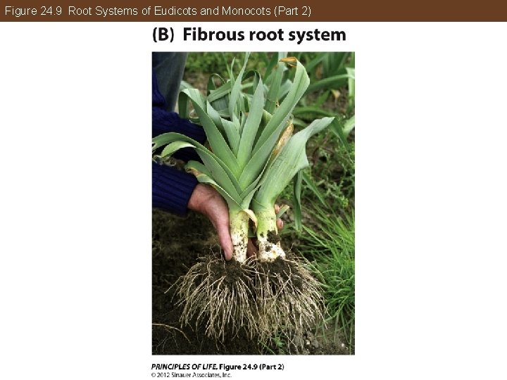 Figure 24. 9 Root Systems of Eudicots and Monocots (Part 2) 