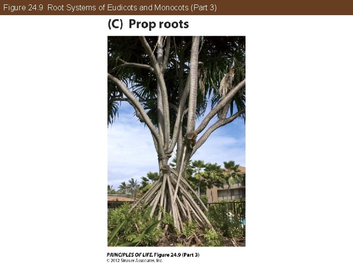 Figure 24. 9 Root Systems of Eudicots and Monocots (Part 3) 