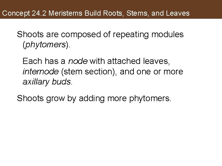 Concept 24. 2 Meristems Build Roots, Stems, and Leaves Shoots are composed of repeating