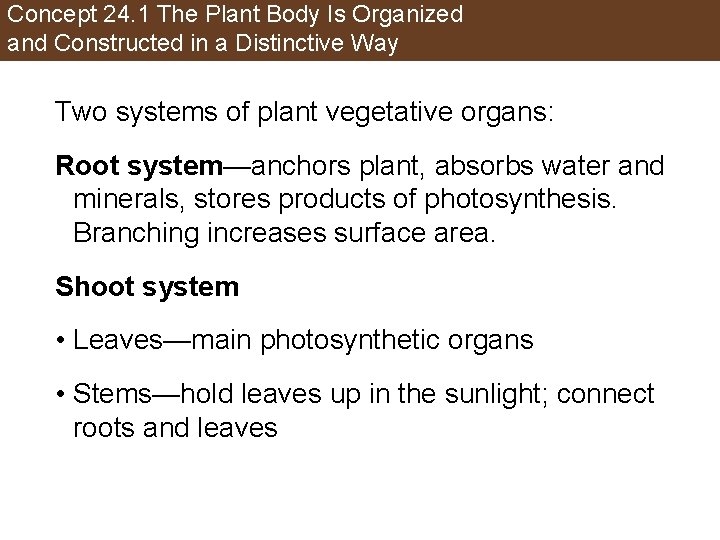 Concept 24. 1 The Plant Body Is Organized and Constructed in a Distinctive Way