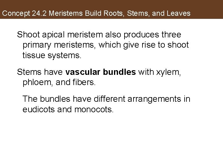 Concept 24. 2 Meristems Build Roots, Stems, and Leaves Shoot apical meristem also produces