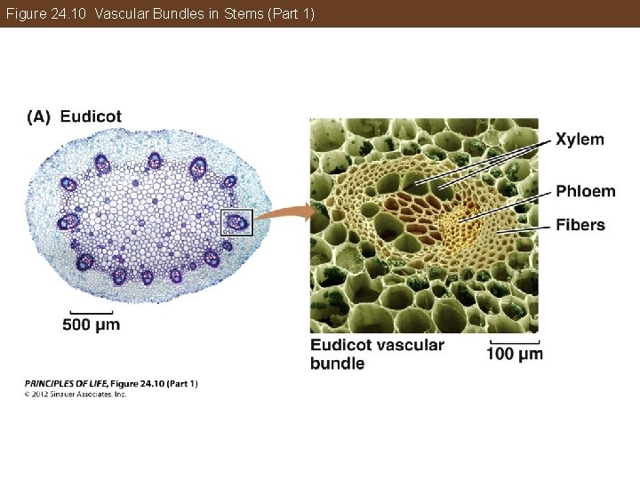 Figure 24. 10 Vascular Bundles in Stems (Part 1) 