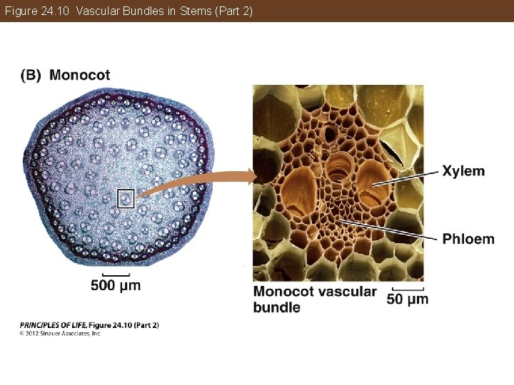 Figure 24. 10 Vascular Bundles in Stems (Part 2) 