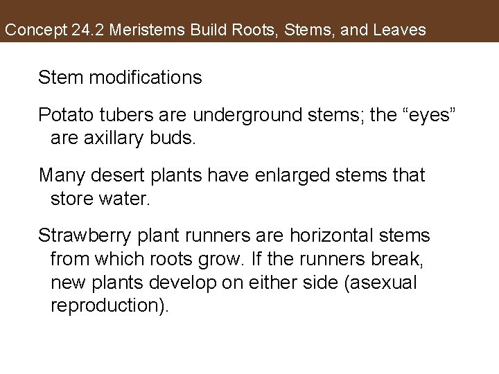 Concept 24. 2 Meristems Build Roots, Stems, and Leaves Stem modifications Potato tubers are