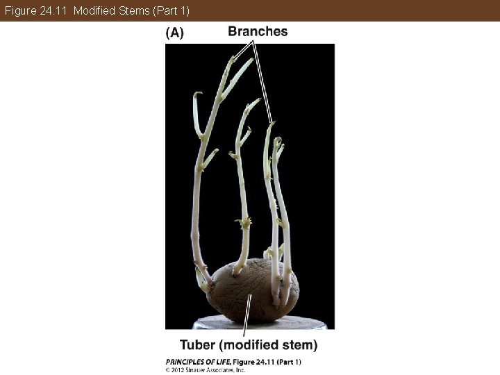 Figure 24. 11 Modified Stems (Part 1) 