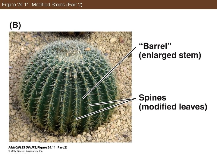 Figure 24. 11 Modified Stems (Part 2) 